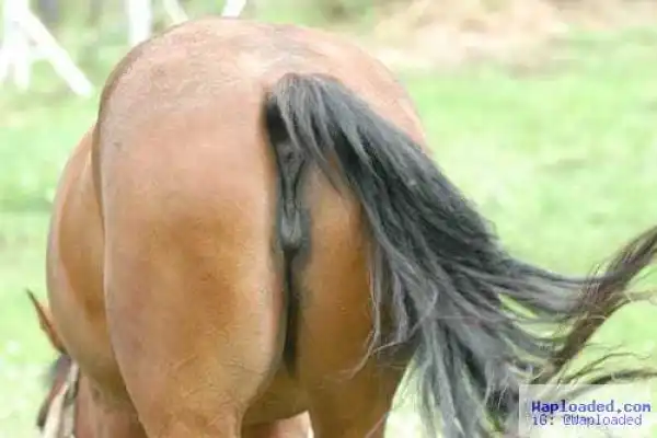 Caught In The Act!! See How This Young Man Was Caught Having Sex WIth A Horse In Katsina